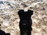 Scr Li Solid Black Muhteşem Kurtlar