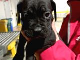 Safkan Cane Corso Muhteşem Bebekler