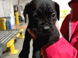 Safkan Cane Corso Muhteşem Bebekler
