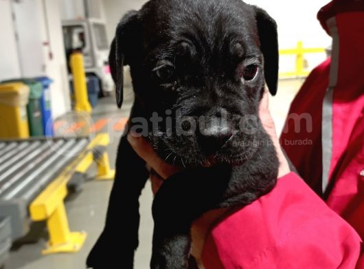 Safkan Cane Corso Muhteşem Bebekler görsel