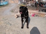 Safkan cane corso muhteşem bebekler