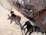 Safkan cane corso muhteşem bebekler