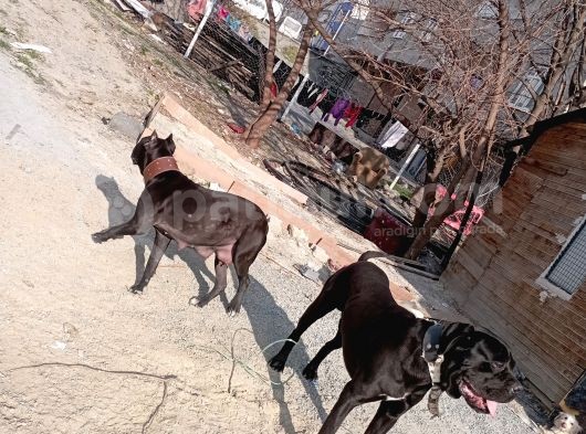 Safkan Cane Corso Muhteşem Bebekler
