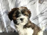 Maltipoo Irkı Yavrumuz