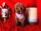 Safkan Toy Poodle Yavrularımız