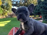Vonalpet Garanti̇si̇yle Mükemmel Kali̇tede French Bulldog   Yavrularimiz