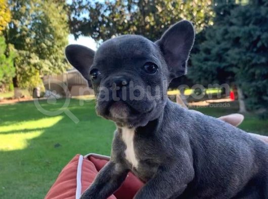 Vonalpet Garanti̇si̇yle Mükemmel Kali̇tede French Bulldog   Yavrularimiz görsel