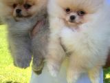 Vonalpet Garanti̇si̇yle Mükemmel Kali̇tede Pomeri̇an Boo  Yavrularimiz