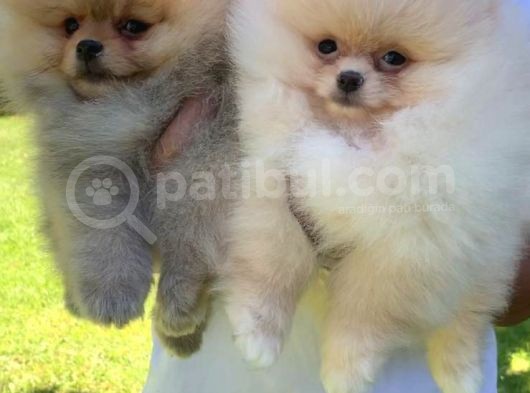 Vonalpet Garanti̇si̇yle Mükemmel Kali̇tede Pomeri̇an Boo  Yavrularimiz görsel