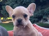 Vonalpet Garanti̇si̇yle Mükemmel Kali̇tede French Bulldog   Yavrularimiz