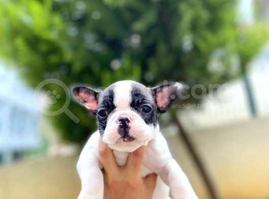Çok Sevimli French Bulldog Bebeklerimiz görsel