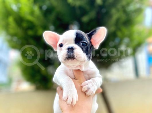 Çok Sevimli French Bulldog Bebeklerimiz görsel