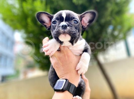 Çok Sevimli French Bulldog Bebeklerimiz görsel