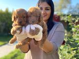 Safkan Toy Poodle Yavrular