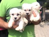 Mükkemmel Maltese Terrier Yavrular