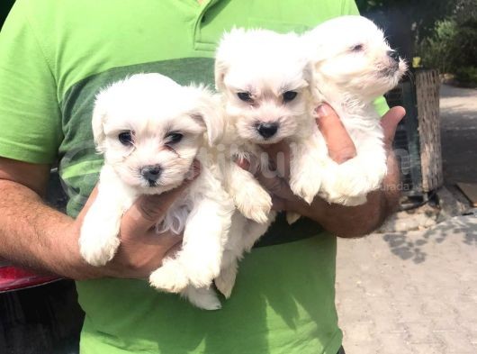 Mükkemmel Maltese Terrier Yavrular görsel