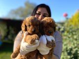 Safkan Toy Poodle Yavrular