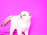 Türünün En Güzeli̇ Blue Point Scottish Fold