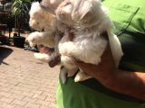 Mükkemmel Maltese Terrier Yavrular