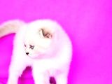 Türünün En Güzeli̇ Blue Point Scottish Fold