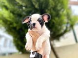 Safkan French Bulldog  Yavrularımız