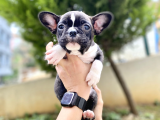 Safkan french bulldog  yavrularımız
