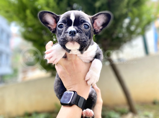 Safkan French Bulldog  Yavrularımız