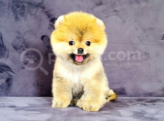 Dişi Pomeranian Boo