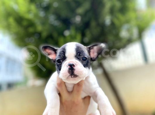 Safkan French Bulldog  Yavrularımız görsel