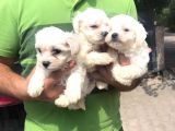 Mükkemmel Maltese Terrier Yavrular