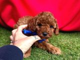Çi̇kolata Tadinda Toy Poodle Yavrulari