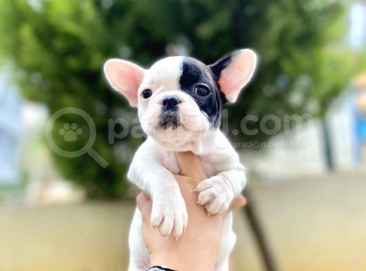 Safkan French Bulldog  Yavrularımız görsel