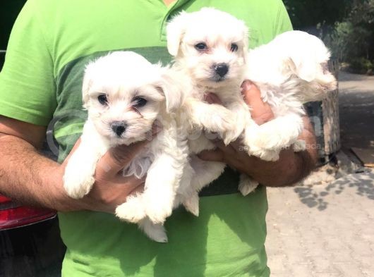 Mükkemmel Maltese Terrier Yavrular