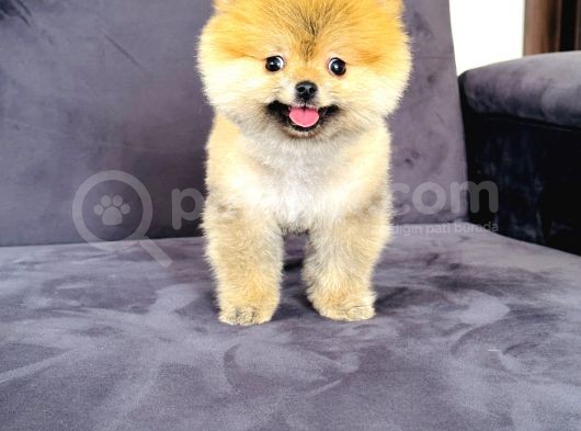 Dişi Pomeranian Boo görsel