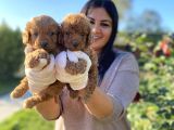 Safkan Toy Poodle Yavrular