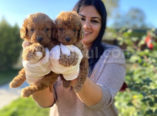 Safkan toy poodle yavrular