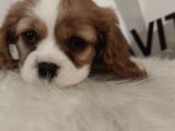 King Charles bebeklerimiz mevcut