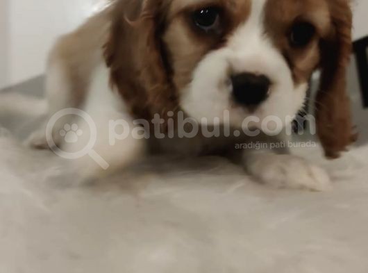 King Charles Bebeklerimiz Mevcut görsel