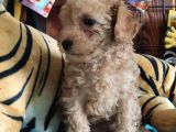 Muhteşem Toy Poodle A Secere Sevi̇mli̇li̇k Abi̇desi̇ Bebekler