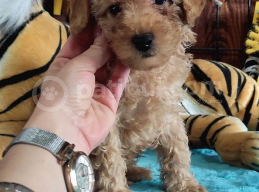 Muhteşem Toy Poodle A Secere Sevi̇mli̇li̇k Abi̇desi̇ Bebekler görsel
