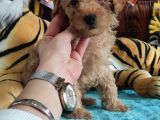 Muhteşem Toy Poodle A Secere Sevi̇mli̇li̇k Abi̇desi̇ Bebekler