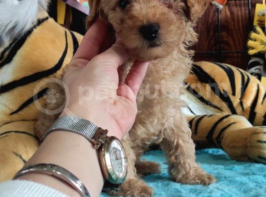 Muhteşem Toy Poodle A Secere Sevi̇mli̇li̇k Abi̇desi̇ Bebekler görsel