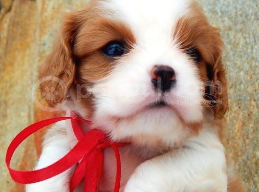 Bebek Yüzlü Cavalier Yavrular görsel