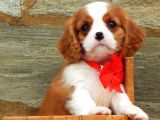 Bebek Yüzlü Cavalier Yavrular