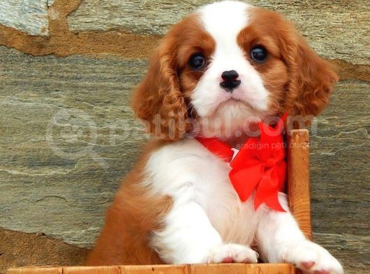 Bebek Yüzlü Cavalier Yavrular görsel