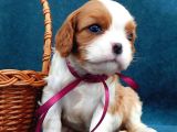 Bebek Yüzlü Cavalier Yavrular