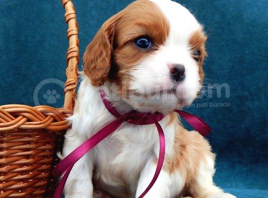 Bebek Yüzlü Cavalier Yavrular
