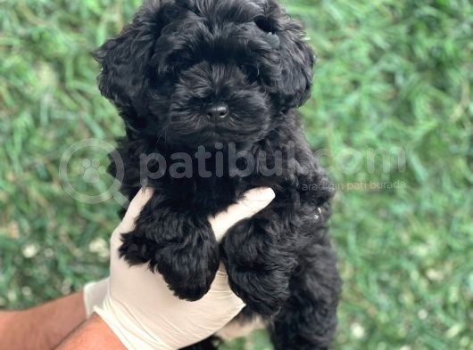 Mini Boy Ciftligimizden Maltipoo Bebekler görsel
