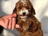 Ciftligimizden Safkan Mini Boy Poodle Bebeklerimiz