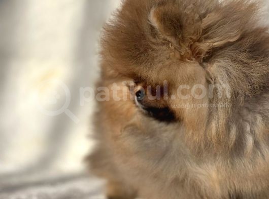 Ayicik Surat Pomeranian Boo Bebekler görsel
